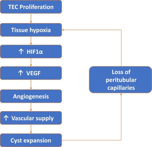Figure 10 Vicious cycle of tubular epithelial cell (TEC) proliferation, tissue hypoxia, angiogenesis and peritubular capillary loss.