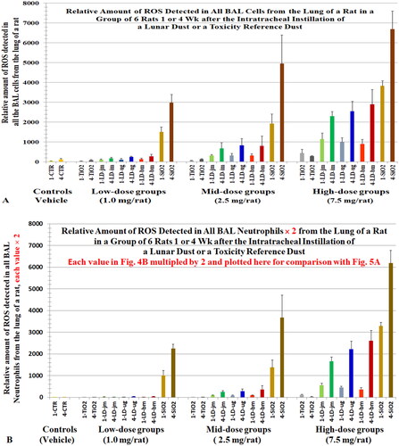 Figure 5. (A) A replica of Figure 3(C) (levels of ROS in all BAL cells) plotted here to ease comparison. (B) ROS levels in all BAL neutrophils (Figure 4(B)) were multiplied by 2 and plotted here (Figure 5(B)) to compare with the ROS levels of all BAL cells (Figure 5(A)). Cells were lavaged from rats 1 or 4 weeks after they instilled with lunar dusts (LD), TiO2, and quartz (SiO2) at 0 (control), 1, 2.5, or 7.5 mg/rat. Note, we initially assumed that the level of oxidants generated by a neutrophil = the level of oxidants generated by a BAL cell; however, data from Driscoll, Deyo, et al. (Citation1997) showed that the oxidative capacity of a neutrophil is twofold of that of a BAL cell from rats exposed to quartz. X-axis labels: jet-milled LD: LD-jm (green): unground LD: LD-ug (blue); ball-milled LD: LD-bm (red); bars of lighter color-shades represent 1-week groups; bars of darker color-shades represent 4-week groups.