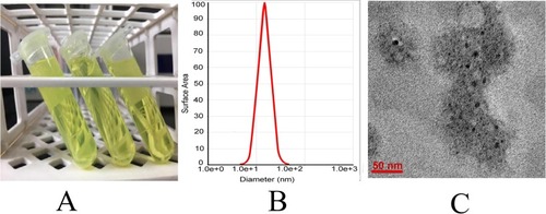 Figure 2 (A) Appearance of NDNB-SMEDDS. (B) Droplet size distribution of NDNB-SMEDDS. (C) Morphology of NDNB-SMEDDS.