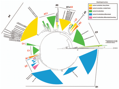 Figure 1 Phylogenetic tree of 1,261 cyanobacterial taxa reconstructed by maximum likelihood from 16S rRNA sequences. Morphological sections are marked by color. Fully sequenced strains are indicated on the tree by their taxonomic names. Phylogenetic groups (A1–A5; B1, B2; C1–C4; D1, D2) have been described elsewhere. Four groups for which no genome data are available at present are marked red. Taxa have been selected as previously described in reference Citation4, with the addition of 41 taxa for which full genome sequences are available.