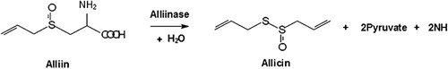 Figure 2 Simplified mechanism of allicin formation.