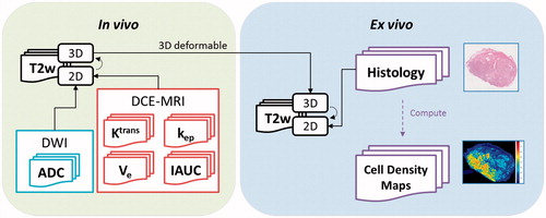Figure 1. A diagram showing the registration process. Registrations are indicated by solid arrows. The arc arrows between 2D and 3D T2w images indicate ‘inherently co-registered’.
