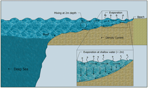 Fig. 9. Theoretical density circulation in the nearshore shallow area of the Red Sea based on evaporation.