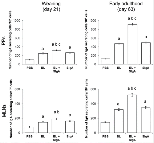 Figure 4. Presence of SIgA during the pre-weaning period promotes early-life immune maturation. Mouse pups from germ-free dams were daily supplemented for the last 14 d of the suckling period with either a saline solution (PBS, control for absence of SIgA), 104 CFU of the commensal bacteria BL known to promote immune maturation in humans, 104 CFU of BL associated with 500 pg of non-specific murine SIgA monoclonal antibodyCitation28, or the equivalent amount of the same SIgA alone. Germ-free dams have an almost completely SIgA-deprived milk. Concomitantly to supplementation, pups were exposed to conventional mouse fecal bacteria to induce natural microbial colonization. Monitoring of mucosal immune maturation was assessed through quantification of the number IgA secreting cells in Peyer's patches (PPs, top panels) and mesenteric lymph nodes (MLNs, bottom panels), as measured by the ELISPOT technique (median ± SEM). IgA production was assessed at the end of the supplementation period (weaning, day 21 of age, left panels) and 6 weeks later (early adulthood, day 63 of age, right panels). Statistical significance (Wilcoxon test) is indicated by the letters: a = P < 0.001 vs. PBS control; b = P ≤ 0.002 vs. BL alone; c = P < 0.001 vs. SIgA alone. n = 10 to 11 pups per experimental group for each organ and time point investigated.