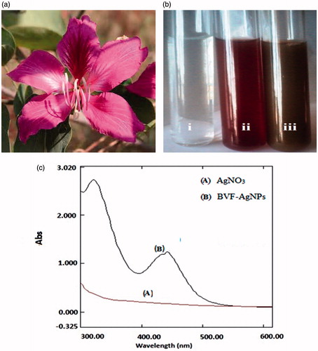 Figure 1. Illustration of the green synthesis of AgNPs using B. variegata flower extract. Descriptive graph showing (a) Bauhinia variegata flower; (b) formation of silver nanoparticles: (i) silver nitrate solution; (ii) B. variegata flower extract (BVFE) without silver nitrate; (iii) BVFE with silver nitrate solution; (c) UV–vis absorption spectrum.