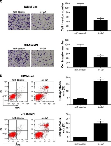 Figure 2 let-7d inhibited cell viability and invasion and induced apoptosis in meningioma cells.