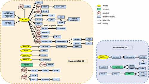 Figure 2. Aberrant m6A promotes or inhibits GC by interacting with GC-related RNAs and regulating the corresponding pathways.