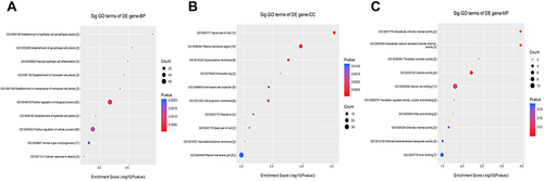 Figure 6 GO enrichment analyses showing downregulated differentially expressed mRNAs. (A) Biological process (BP) analysis. (B) Cellular component (CC) analysis. (C) Molecular function (MF) analysis.