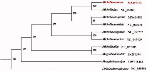 Figure 1. Maximum-likelihood (ML) tree based on 9 complete cp genome sequences from the Magnoliaceae with Liriodendron chinensis designated as outgroup. Numbers on the nodes are bootstrap values based on 1,000 replicates. Michelia amoena was marked in red.