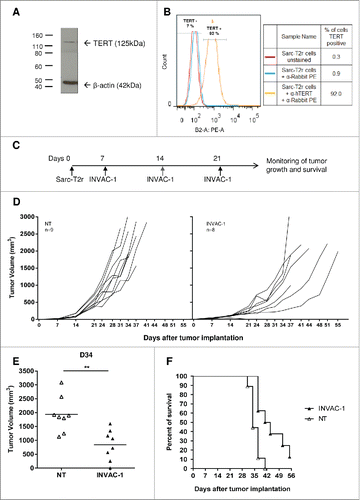 Figure 5. INVAC-1 induces antitumor immunity. (A) Murine TERT protein detection into Sarc-T2r cells was performed using an anti‑hTERT rabbit monoclonal antibody. β‑actin protein detection was used as a loading control assessment. (B) Staining of Sarc-T2r cells was achieved with the same anti-hTERT antibody followed by a secondary goat anti‑rabbit PE antibody (orange histogram). Sarc-T2r cells stained with secondary goat anti‑rabbit PE antibody (blue histogram) and unstained Sarc-T2r cells (red histogram) were used as controls. (C) HLA‑A2/DR1 mice (8–9 mice per group) were injected s.c. in the right flank with 2 × 105 Sarc-T2r cells. On days 7 (when tumors are palpable), D14 and D21, mice were immunized with INVAC‑1 or left non-treated (NT). Tumor sizes were measured twice a week. (D) Plots represent tumor volume growth kinetics of individual mice for both groups. (E) Tumor volumes of individual mice on day 34, when the majority of mice were still alive. Tumor volumes are represented as mean ± SD. Mann–Whitney non-parametric test **p < 0 .01. (F) Kaplan–Meier plot of overall survival.