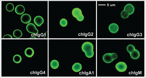 Figure 8. Immunofluorescence patterns of V-region identical chimeric mAbs binding to encapsulated Cryptococcus neoformans cells. Differences in the fluorescence pattern and intensity throughout the capsule are observed: IgG1, IgG2, IgG4, and IgA1 produced an annular pattern, whereas IgG3 and IgM revealed a punctate pattern. IgG4 gave a thick annular pattern that is different from the other subclasses. Figure reproduced fromCitation124 with permission from Copyright 2002. The American Association of Immunologists, Inc.