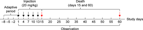 Figure S1 Experimental design of repeated exposure of SiNPs in ICR mice.Notes: Black arrows, SiNP injections from day 1 to day 13; red arrows, mouse death at days 15 and 60.Abbreviation: SiNPs, silica nanoparticles.