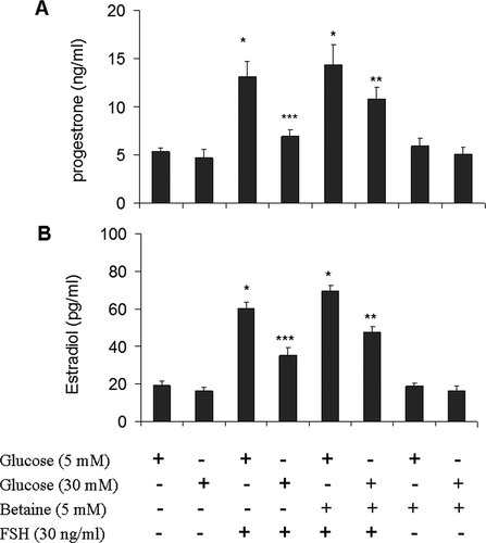 Figure 2. Effect of betaine treatment on basal and FSH stimulated progesterone. (A) and estradiol (B) secretions by mice granulosa cells exposed to low (5 mM) or high (30 mM) glucose concentrations. Granulosa cells from immature mice were cultured for 12 h in a medium containing 5 mM betaine in the presence of 5 mM or 30 mM glucose and then again cultured in a medium with the same component along with FSH (30 ng/ml) for another 12 h. Hormonal analysis was performed by ELISA assay. Results are means ± SEM for three independent experiments with triplicated wells. Bars with different numbers of asterisks are significantly different at p < 0.05