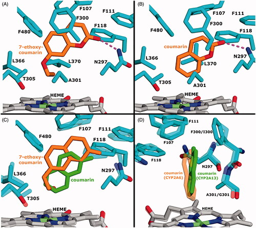 Figure 5. Molecular docking of 7-ethoxycoumarin and coumarin to CYP2A13. A) Predicted binding mode of 7-ethoxycoumarin with CYP2A13. B) Predicted binding mode of coumarin with CYP2A13. C) Comparison of 7-ethoxycoumarin and coumarin predicted binding modes when complexed with CYP2A13. 7-Ethoxycoumarin and coumarin are shown as sticks. Haem and residues of coumarin-bound, energy minimised CYP2A13 have transparent representation. D) Comparison of coumarin orientation when complexed with CYP2A13 or CYP2A6 ( crystal structure PDB: 1Z10). CYP2A6 residues have transparent representation and residue labels (CYP2A13/CYP2A6) show amino acid differences between 2A13 and 2A6. Ligand, haem and protein atoms and bonds are displayed as sticks. In A and B, dashed line represents a hydrogen bond.