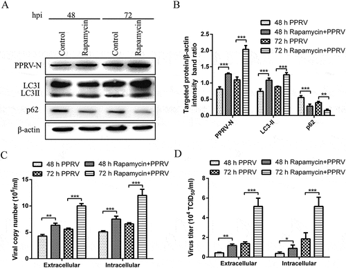 Figure 5. Induction of autophagy with rapamycin increases PPRV replication. (a) EECs were pre-treated with rapamycin for 6 h and then infected with PPRV (MOI = 1) for 48 and 72 h. The cell samples were then analysed by immunoblotting with anti-PPRV-N, anti-LC3, anti-p62, and anti-β-actin (loading control) antibodies. (b) The relative quantification of the target protein levels compared to the β-actin protein levels was determined by densitometry in control and rapamycin-pre-treated cells. (c) EECs were pre-treated and infected as described in (A). At 48 and 72 hpi, both the extracellular and intracellular copy numbers of PPRV were detected by qRT-PCR. (d) EECs were pre-treated and infected as described in (A). At 48 and 72 hpi, both the extracellular and intracellular virus titres were measured by using the TCID50 method. The data represent the mean ± SD of three independent experiments. Two-way ANOVA; *P < 0.05; **P < 0.01; ***P < 0.001.