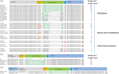 Figure 2. Sequences of the Introns of the different splicing constructs used in this study. The different splice acceptor sequences parts are shown (branch point, polypyrimidine tract (poly(Y) tract), intron-exon border consensus sequence (C*)), the pyrimidines in the poly(Y) tract are highlighted in green, the sequence modifications are highlighted in red and underlined and the Start codon in Exon 3 or 4 is underlined). (a) Modifications in the splice acceptor site of Intron 2: modifications in the number of pyrimidines (Ys; the bases C and T) in the poly(Y) tract, modifications in the branch point region and modifications in the intron-exon consensus sequence. (b) Modifications in the poly(Y) tract of Intron 3. (c) Elimination of the splice donor site of cTNT-I4 located downstream of Exon 3. Shown is an alignment of the native cTNT-I4 sequence and the shortened version I4(sh), that lacks the splice donor consensus sequence (cTNT-I4 Intron is only displayed partially for better visibility).