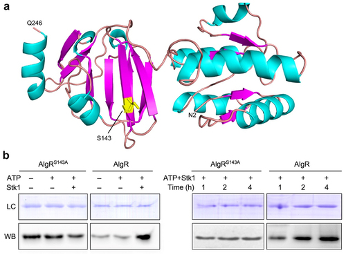 Figure 3. AlgR is a substrate of Stk1 and its Ser143 can be phosphorylated by this kinase.