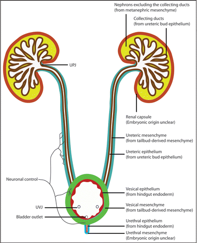 Figure 6 Urinary tract development requires the integration of diverse progenitor cell populations and the formation of multiple junctions. Nephron components, excluding the collecting ducts, are derived from the MM within the intermediate mesoderm. The collecting duct and the ureteric epithelium are derived from the UB. The tailbud-derived mesenchyme gives rise to the UM that in turn produces the smooth muscles and other mesenchymal derivatives along the ureter and along the ureter. While the vesical (bladder) epithelium is from the hindgut endoderm, the vesical mesenchyme appears to arise from tailbud-derived mesenchyme. The lineage origin of the urethral mesenchyme is not entirely clear, but the urethral epithelium is also derived from the same hindgut endoderm that gives rise to the vesical epithelium. The origin of the renal capsule is less clear but appears to be distinct from the other structures within the urinary system. The use of different colors is for the distinction of tissues with different embryonic origins. The different colors used for the UM and vesical mesenchyme (both from the tailbud-derived mesenchyme) reflect the fact that they develop as separate structures before being joint together later in development. The entire urinary tract is also highly innervated. The integration of these diverse progenitor populations also involves the formation of junctional complexes, especially at the UPJ and UVJ. Any disruption of the regulation of the integration could lead to urinary defects, including urinary tract obstruction.