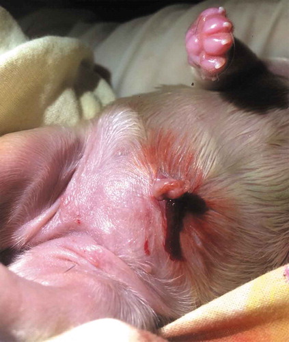 Figure 4. Sometimes due to inexperience (primiparous) or nervousness, the bitch pulls too much the umbilical cord of the newborn when trying to tear it and this may cause injuries in the puppy (such as evisceration) or inclusive cannibalism (Photo MVZ Gibran Olivera Rodríguez).