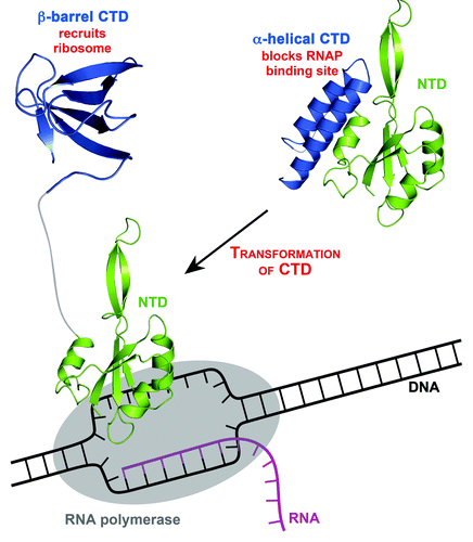 Figure 1. The transformation of RfaH. RfaH in ribbon representation; C-terminal domain (CTD), blue; N-terminal domain (NTD), green. In the closed form of RfaH (right), CTD and NTD are tightly interacting, and RfaH works as a transcription factor. In this state, the α-helical CTD masks the area of the NTD, which has the ability to bind RNAP (RNAP, gray oval), thus preventing this interaction. Binding to a specific DNA site, the operon polarity suppressor site, leads to domain separation (left), enabling the NTD to bind to RNAP in the transcription complex. The subsequent (or simultaneous) refolding of the CTD into a β-barrel, which can bind to ribosomal protein S10 to recruit a ribosome, transforms RfaH into a translation factor. PDB codes: 2OUG, full-length RfaH; 2LCL, RfaH CTD