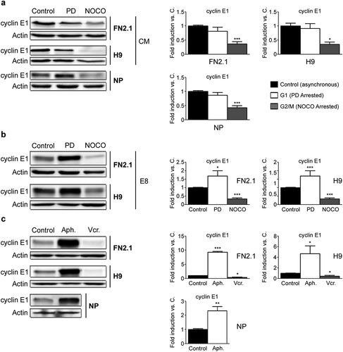 Figure 6. Changes in cyclin E1 protein expression levels throughout hPSCs and NP cell cycle progression. Analysis of cyclin E1 protein expression levels quantified by Western blot in asynchronous (Control) or synchronous G1 (PD arrested, 5 μM for 30 h for hPSCs and 1 μM for 24 h for NP) (a, b), G1/S boundary [Aphidicolin (Aph.) arrested, 10 μg/ml for 20 h for hPSCs and 10 μg/ml for 48 h for NP] (c) or G2/M [NOCO arrested, 100 ng/ml for 24 h for hPSCs and 200 ng/ml for 54 h for NP (a, b); Vincristine (Vcr.) 250 nM for 24 h for hPSCs (c)] FN2.1 and H9 hPSCs [grown in Geltrex coated dishes with CM (a) or in Vitronectin coated dishes with E8 (b, c)] and NP cells. Actin was used as loading control. Mean + SEM fold induction relative to Control (asynchronous cells, arbitrary set as 1) and representative blots of three independent experiments are shown. (*) p < 0.05, (**) p < 0.01, (***) p < 0.001 vs. Control.