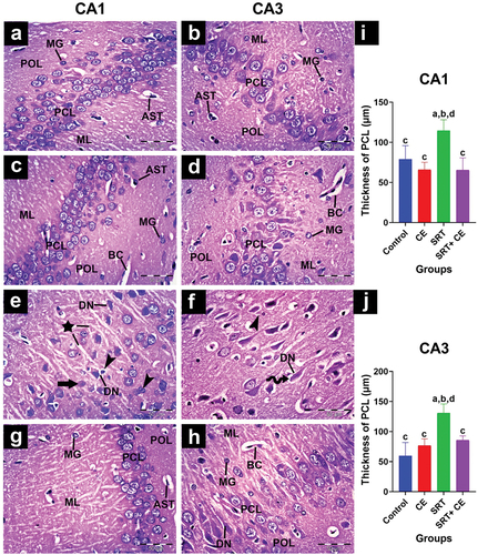 Figure 7. Impact of sertraline (SRT) and Cyperus esculentus extract (CEE) treatment on hippocampus CA1 and CA3 regions. (a-d) control and CEE-treated rats sections display organized CA1 and CA3 regions with normal pyramidal cell layer (PCL), microglia (MG), astrocytes (AST), and blood capillaries (BC) in polymorphic (POL) and inner molecular (ML) layers. (e-f) SRT-treated rats sections show disarranged PCL in both CA1 and CA3 regions with darkly stained degenerating neurons (DN) surrounded by pericellular holes (curved arrow), those neurons surrounded by an increased number of microglial cells (head arrows), few neurons have lightly stained dissoluted nucleus (arrow) and clumped processes (star) in ML. (g-h) sections from SRT+CEE-treated rats show a regular PCL layer in CA1 with a few degenerating neurons (DN), while CA3 exhibits mild neural degeneration. (H&E, A-H × 400). (i&j) mean CA1 and CA3 pyramidal layer thickness. Bars (mean ± SD) labeled with different letters indicate significant differences: asignificant variation with the control group, bwith the CEE group, cwith the SRT group, and dwith the SRT+CEE group.