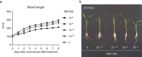 Figure 2. (a) Shoot length of sorghum plants grown in different concentrations of ABA. Two-day-old sorghum seedlings were transferred into aquaculture solutions containing 0–10−6 M (+)-ABA with 0.1% EtOH. Data are means ± S.D. (n= 5 biologically independent plants). (b) Photograph of sorghum plants at 8 days after the commencement of ABA treatment.