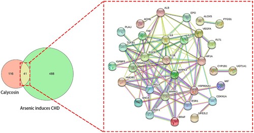 Figure 1. Candidate target genes of calycosin and As-related CHD. Protein interaction network of calycosin against As-related CHD.