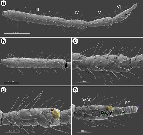 Figure 9. SEM of antennal sensilla of apterous viviparous female of S. yushanensis: (a) antennal flagellum general view, (b) ANT III with type I trichoid sensilla, (c) ANT IV with type I trichoid sensilla and one small multiporous placoid sensillum (Orange) – secondary rhinarium, (d) ANT V with type I trichoid sensilla, one small multiporous placoid sensillum (Orange) – secondary rhinarium and big multiporous placoid sensillum (yellow) primary rhinarium, (e) ANT VI with type I trichoid sensilla, type II trichoid sensilla (violet), big multiporous placoid sensillum (yellow) – major rhinarium, small multiporous placoid sensilla (green) and sunken coeloconic sensilla (pink) – accessory rhinaria.
