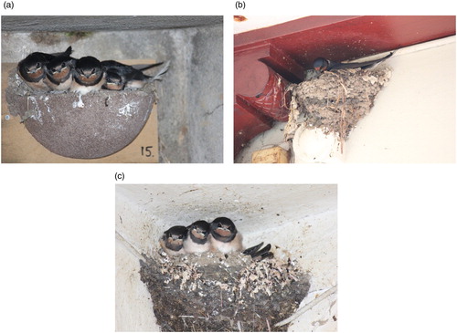 Figure 1. (A) An artificial woodcrete nest with five chicks, (B) a female Barn Swallow building a new natural nest, (C) and an old natural nest with four chicks