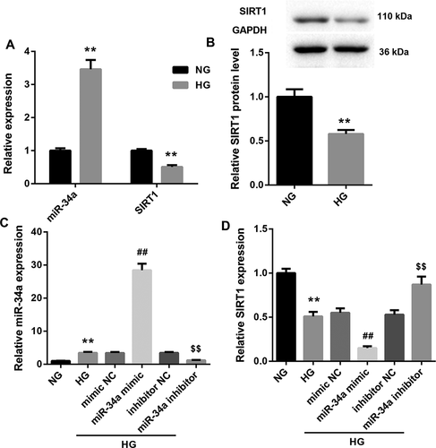 Figure 3. MiR-34a overexpression inhibits SIRT1 expression in HG-induced RVECs