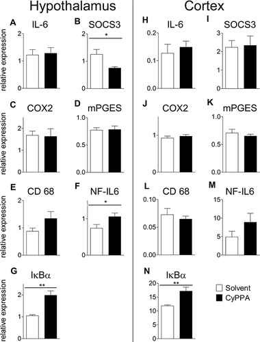 Figure 5 Assessment of early CyPPA action on hypothalamic and cortical mRNA expression of inflammatory marker proteins 2 hours after CyPPA (15 mg/kg) treatment compared to control animals (solvent) (A–N). The proinflammatory cytokine IL6 (A and H), the negative regulator and marker for STAT3 activation, SOCS3 (B and I), the rate-limiting enzymes of prostaglandin synthesis, namely COX2 (C and J), and microsomal prostaglandin synthase (mPGES; D, K) are displayed. CD68 a marker of microglial activity (E and L), the transcription factor NF-IL6 (F and M) and marker of NFκB-activation inhibitors (I) κBα (G and N) are shown. Six animals per group; one outlier discarded for SOCS3 in the CyPPA group (n=5). *P<0.05 and **P<0.01 for solvent vs CyPPA.