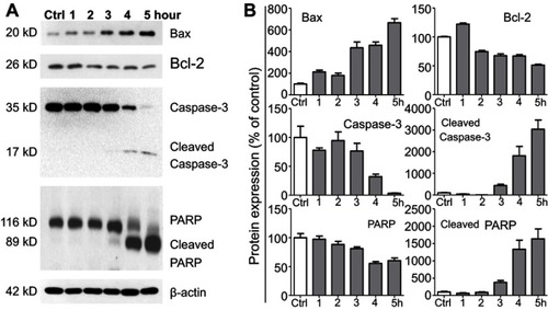 Figure 5 Lipid nanoparticle (LN) treatment varied expression levels of apoptosis-related proteins in Raw264.7 cells. (A) Representative western blot images and (B) summary of expression changes among Bax, Bcl-2, Caspase-3, and PARP. The expression of β-actin was used as a loading control. Each bar represents an average of four independent experiments.