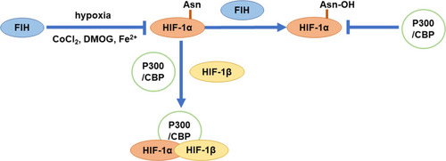 Figure 5 Transcriptional activation of HIF-1α.