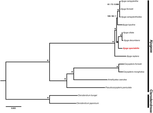 Figure 3. Phylogenetic tree resulting from MP, ML, and BI based on 79 plastid protein-coding genes. A. spectabilis is highlighted in red and the accession no. is ON620078. Numbers indicate support (PBP/MBP/PP) and asterisks near nodes indicate PBP and MBP = 100% and PP = 1.00. The GenBank accession no. of sequences used in the study are Ajuga campylantha MN814851; Ajuga forresii MN518848 (Tao et al. Citation2019); Ajuga campylanthoides MN814852; Ajuga lupulina MN814856; Ajuga ciliata MN814853; Ajuga decumbens MF967578; Ajuga reptans KF709391 (Zhu et al. Citation2014); Caryopteris forrestii MT473742 (Zhao et al. Citation2021); Caryopteris mongholica NC035729 (Liu et al. Citation2018); Amethystea caerulea MN814858; Pseudocaryopteris paniculata MN814866; Clerodendrum bungei MW242824; Clerodendrum japonicum MT473745 (Zhao et al. Citation2021).