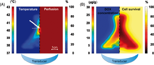 Figure 2. Computer model results in plane parallel to the HIFU beam path (transducer position illustrated at bottom) shown for hyperthermia (HT) regimen (target temperature 43°C). (A) Temperature map at the end of 30 min heating (left), corresponding perfusion map (right). (B) Intracellular DOX concentration 35 min after initiation of HIFU (left), and resulting cell survival due to cellular DOX uptake (right). White arrow in (A) indicates location corresponding to Figure 3 plots and the white dashed line indicates the plane parallel to transducer, corresponding to results in Figure 5.