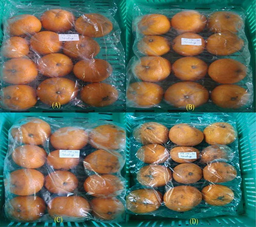Figure 1. Fruit packed in PP-film (25 μ) with pinholes (A) 30 days after cold storage; (B) 45 days after cold storage; (C) 60 days after cold storage and (D) 75 days after cold storage