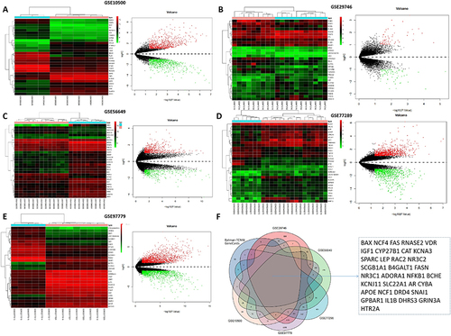 Figure 4 Screening of Sinomenium acutum active component target genes related to RA. (A) Heatmap and volcano map of differential analysis of GSE10500 dataset. (B) Heatmap and volcano map of differential analysis of GSE29746 dataset. (C) Heatmap and volcano map of differential analysis of GSE56649 dataset. (D) Heatmap and volcano map of differential analysis of GSE77289 dataset. (E) Heatmap and volcano map of differential analysis of GSE97779 dataset. In volcano maps, the green dots represent the downregulated genes, the red dots represent the upregulated genes, and the gray dots refer to genes with no significance difference. (F) Venn diagram of the GEGs related to RA in GEO datasets and the 96 RA-related target genes of Sinomenium acutum active compounds.