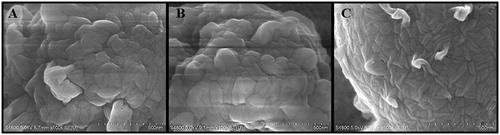 Figure 1. Field emission scanning electron microscopy images. (A) WT, (B) Δarp2, and (C) Δalb1 conidia showing the presence of the RodA layer.