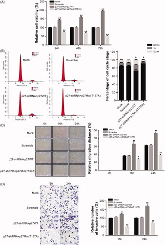 Figure 4. The effects of mislocalized p27 on the proliferation, migration, and invasion of NPC cells. (A) Cell viability of NPC cells was determined by CCK-8 assay. (B) The cell-cycle distribution was examined using flow cytometry. (C) Cell scratch-wound assay was conducted to analyze the migration ability of NPC cells. (D) Invasion ability of NPC cells was detected by Transwell assay. *p < .05, **p < .01 versus scramble group. All data are presented as mean ± SEM from three independent experiments.