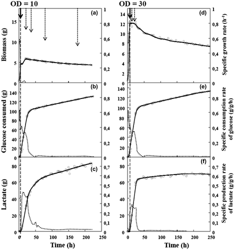 Fig. 3. Lactate production by C. glutamicum 2262 in fed-batch culture under oxygen-deprived conditions.Note: Time-course profiles of growth (a, d), glucose consumption (b, e), and lactate production (c, f). Because of dilution due to the fed-batch process, glucose consumption and lactate production are expressed in grams (g) instead of grams per liter (g/L). Dotted lines represent corresponding specific rates (g/g h). The black arrow and the vertical broken line indicate the time when oxygen deprivation was applied. Broken arrows indicate glucose addition to the bioreactor.