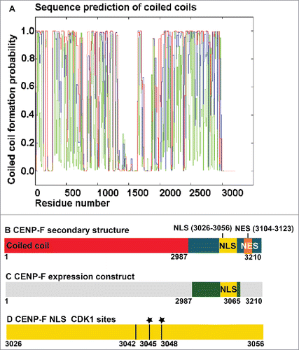 Figure 1. Prediction of structural motifs from the CENP-F sequence. (A) Prediction of coiled coils from the sequence of CENP-F with the COILS server.Citation55 Coiled coil formation probability is plotted versus the residue number. Predictions using window width of 14 (green), 21 (blue) and 28 (red) are shown. Note that no coiled coils are predicted in the C-terminal region of CENP-F, which includes residues 2987–3210. (B) Schematic representation of full-length CENP-F. The predicted coiled coil region is colored red, whereas the predicted disordered C-terminal region is colored blue. Located within the disordered region is a bipartite cNLS (yellow), which was experimentally verifiedCitation10 and 2 overlapping classical NES (orange), which were predicted by the program LocNESCitation38 (Table S1). Note that additional NES are predicted within the coiled coil region, which may or may not be accessible. (C) Schematic representation of the expression construct, a CENP-F fragment of residues 2987–3065, which contains the bipartite cNLS. (D) Schematic representation of predicted Cdk1-dependent phosphorylation sites (black lines) within the bipartite cNLS of CENP-F (yellow). Phosphorylation sites were predicted with iGPS 1.0.Citation48 A black star indicates phosphorylated residues of CENP-F that were identified in extracts from HeLa cells arrested in G2 phase by mass spectrometry.Citation41