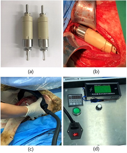 Figure 2. (a) Prosthesis. (b) Prosthesis implanted into the sheep’s rear limb. (c) Preparation of extension process. (d) Beginning of extension.