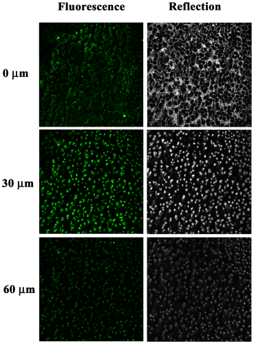 Figure 7. Fluorescence and reflection confocal micrographs (sample area: 621 μm x 621 μm) of the ZnO@Cu80Ni20 hybrid porous layer taken at different sections from the nanocomposite surface up to a total depth of 60 μm. Fluorescence microscopy was employed to visualize ZnO NP (in green). Reflection confocal microscopy was used to visualize the CuNi matrix (in gray).