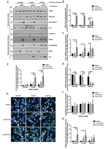 Figure 2. FBS inhibits CCCP-induced PINK1/PRKN mitophagy in SHSY5Y POE cells. SHSY5Y POE were maintained in either 0%, 1% or 10% FBS for 30 min prior to treatment with DMSO, 1 μM or 10 μM CCCP treatments for 3 h. Mitochondria-enriched fractions were run on SDS-PAGE gels followed by WB using the indicated antibodies (A). Graphs (B–F) display quantified images showing fold changes ±S.D. of PINK1 accumulation (B), FLAG-PRKN recruitment (C) MFN2 levels (D), mitochondrial LC3 levels (E), and cytoplasmic LC3 levels (F) normalized to Complex V (N = 3). Immunocytochemistry of POE SHSY5Y cells stained with anti-phospho-ubiquitin serine 65 (pUBQ; green – 488 nm) (G), with graph (H) showing mean quantified pUBQ levels ±S.D. (N = 4). All data are normalized to DMSO treatment with media supplemented with 10% FBS.