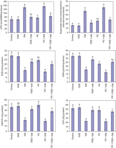 Figure 2. Effect of GSE on renal tissue fractions of hypercholesterolemic rats treated with gentamicin. Columns followed by the same alphabetical letter for each parameter are not significantly different at p < 0.05. GSE, grape seed extract; GM, gentamicin group; HC, hypercholesterolemic group; LPO, lipid peroxidation; SOD, superoxide dismutase; GSH, reduced glutathione; GSH-Px, glutathione peroxidase; CAT, catalase.