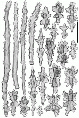 Figure 6.  Anthomastus gyratus sp. nov. holotype (ZMMU Ec-108). Sclerites of capitulum. Scale 0.1 mm.