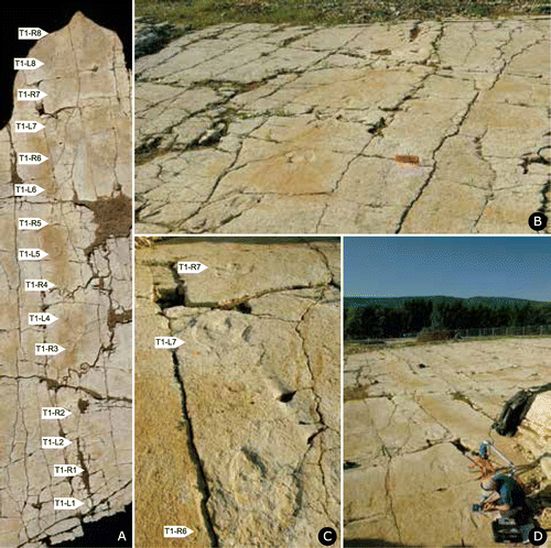 Figure 4. Sur Combe Ronde tracksite, level 1500 with the holotype trackway SCR1500-T1 of Jurabrontes curtedulensis before its destruction by construction of Highway A16. (A) ortophoto with indicated track numbers. Track L3 is not preserved due to karstification; (B) overview photo of the trackway; (C) overview photo of some of the best-preserved tracks (L6, R6, L7) at the end of the trackway. Note that the holotype track L8 is not visible in this photo; (D) overview photo of trackway T1 taken during the in-field digitisation of the best-preserved tracks with a FARO Platinum Scanarm hand-scanner mounted on a tripod (May 2011).