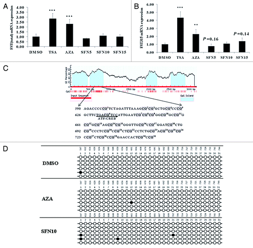 Figure 2.FST variants were not involved in epigenetic effects of SFN on satellite cell. (A and B) Total FST and FST315 mRNA levels were quantified by qRT-PCR after treatments. The results represent the mean ± standard deviations (SD) of three independent experiments each performed in duplicate (**p < 0.01; ***p < 0.001). (C) CpG islands in the FST promoter region were predicted by MethPrimer online (upper panel). Thirty-one numbered CpG dinucleotides were mapped in genomic sequence (lower panel). (D) DNA methylation status within CpG island 2 spanning putative activating transcription factor (ATF)/cAMP response element binding protein (CREB) binding site was quantified by bisulfite sequencing PCR. A minimum of six positive clones were randomly picked for sequencing with M13 primers. Sequencing results were visualized by QUMA software. Unfilled (white) circles correspond to unmethylated Cs and filled (black) circles correspond to methylated Cs.