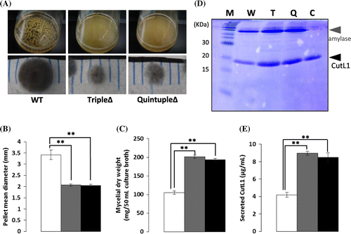 Fig. 3. CutL1 productivity of Aspergillus oryzae wild-type (WT), agsAΔagsBΔagsCΔ triple mutant (tripleΔ), and agsAΔagsBΔagsCΔamyDΔamyGΔ quintuple mutant (quintupleΔ) under liquid culture conditions.